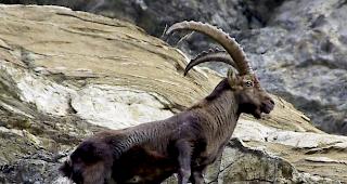 Im Kanton Wallis d&uuml;rfen im Jahr 2019 von J&auml;gern insgesamt 484 Steinb&ouml;cke erlegt werden.&nbsp; &nbsp;