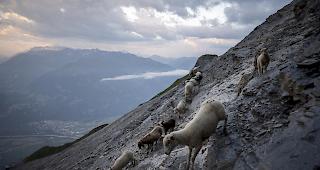 1500 Schafe wanderten am Dienstag unter dem Gipfel des Falknis (2562 Meter) von einer Weide zur anderen.
