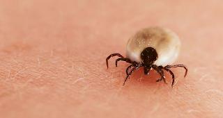 Borreliose. Zecken k&ouml;nnen dem Menschen gef&auml;hrlich werden, weil sie Krankheiten &uuml;bertragen, die manchmal schwer verlaufen.