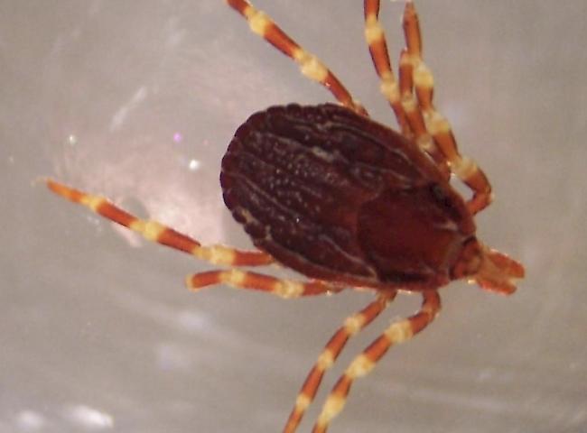 Hyalomma marginatum ist deutlich grösser als einheimische Zeckenarten und leicht an den geringelten Beinen zu erkennen.