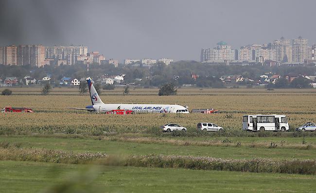 Laut Experten werden Vögel rund um den Schukowski-Flughafen zunehmend zum Problem für die Luftfahrt.