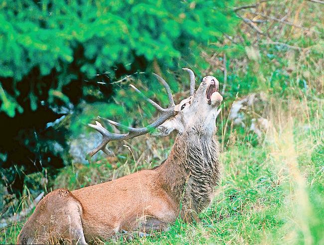 Rotwild. In einigen Regionen kommt es zur Nachjagd. (Symbolbild)