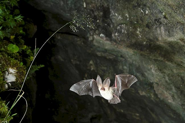 Der Allgemeinheit sind Fledermäuse immer noch weitestgehend unbekannt. In einer Broschüre der DWFL wird nun über die «Tiere der Nacht» informiert. 