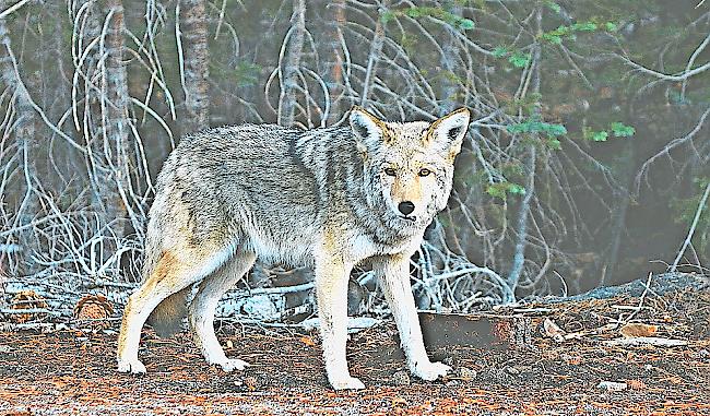 Nicht leicht zu erwischen: ein Wolf in freier Wildbahn.