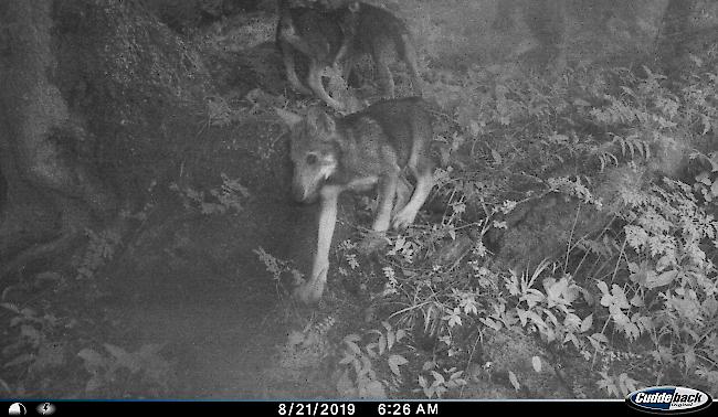 Mittels Fotofalle konnten im Chablais sieben Wolfswelpen festgestellt werden.