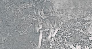 Ertappt. Aufnahmen einer Fotofalle der DJFW zeigen ein Wolfsrudel mit reichlich Nachwuchs im Chablais.