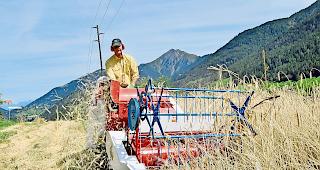 Roggenernte. Maschinist Peter Schalbetter mit dem Klein-M&auml;hdrescher auf dem Tulpenh&uuml;gel &laquo;Chalberweid&raquo; in Grengiols.Foto WB