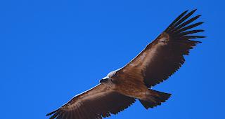 Kein seltener Gast mehr. Der G&auml;nsegeier wird seit einigen Jahren immer h&auml;ufiger im Wallis beobachtet.