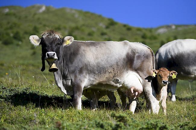 Mutterkühe haben im Sommer 2014 eine Wanderin zu Tode getrampelt, als diese mit ihrem Hund an den Tieren vorbeigehen wollte.