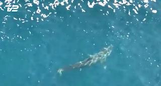 Riesenhai: F&uuml;r den Menschen ungef&auml;hrlich.