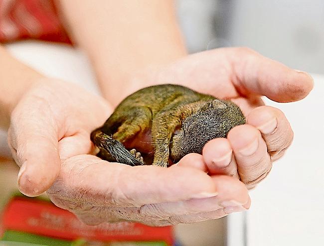 Nachdem das gerettete Eichhörnchen im Tierheim in Eyholz liebevoll aufgepäppelt wurde...