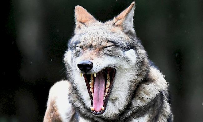 Ein Wolf in einem Wildpark-Gehege. (Symbobild)