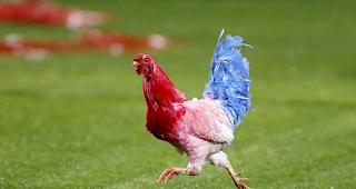 Der "Kulturkampf" um den Gockel bewegt ganz Frankreich, denn der gallische Hahn ist Wappentier des Landes. (Symbolbild)