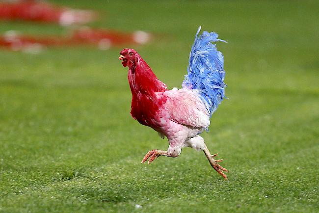 Der "Kulturkampf" um den Gockel bewegt ganz Frankreich, denn der gallische Hahn ist Wappentier des Landes. (Symbolbild)