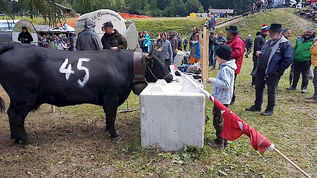 Dreiländer-Stechfest «Espace Mont-Blanc» am Sonntag in Les Haudères bei Evolène im Eringtal.