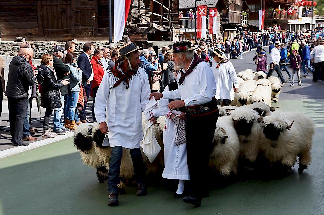 Impressionen vom Festumzug des internationalen Walsertreffens im Lötschental. Schäfer von Ferden.