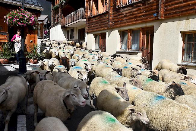 Am Sonntag ging in Leukerbad der traditionelle Schafabzug über die Bühne. Rund 600 Schafe kehrten von der Gemmi zurück ins Dorf.