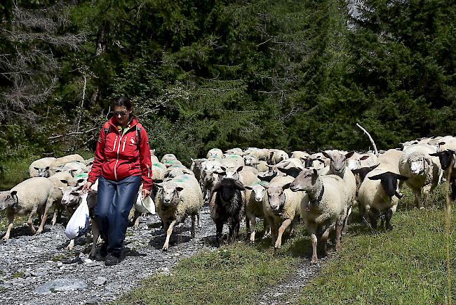 Schafabzug von der Gemmi nach Leukerbad.