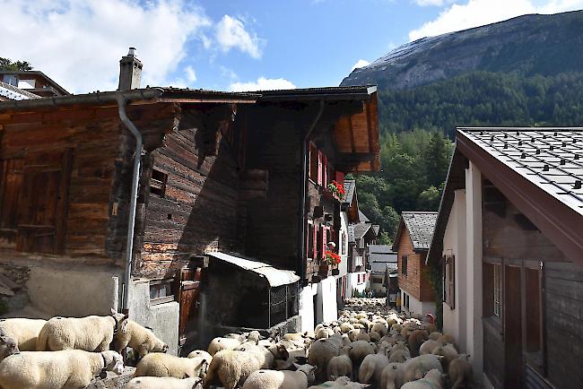 Schafabzug von der Gemmi nach Leukerbad.