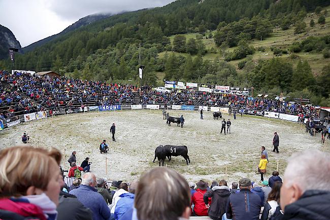 Ringkuhkampf «Reine Espace Mont-Blanc» in Les Haudères.