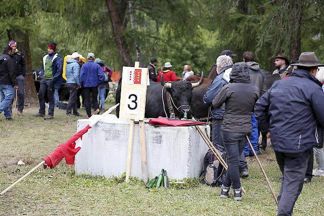 Ringkuhkampf «Reine Espace Mont-Blanc» in Les Haudères.