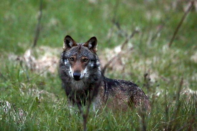Der Vorstoss von SVP-Grossrat Logean, die kantonalen Jagdaufseher während oder ausserhalb der Jagdsaison mit zusätzlichen Jägern zu unterstützen, um die Chance auf einen Wolfsabschuss zu erhöhen, hat die Kantonsregierung entgegen genommen.