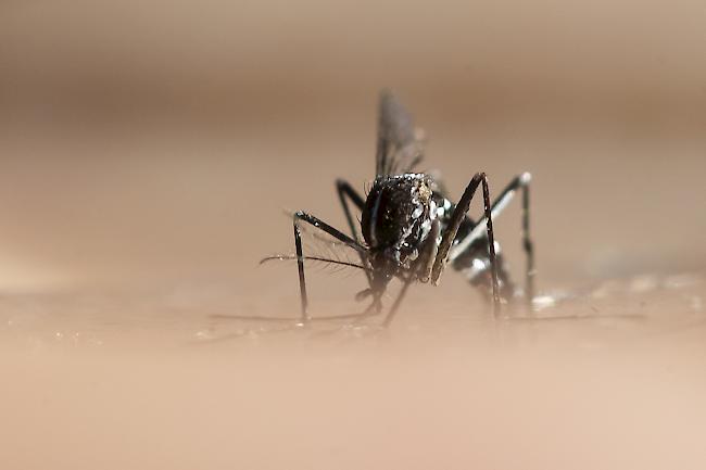 Die Tigermücke breitet sich seit Jahren in Europa aus. Sie ist potentielle Überträgerin von tropischen Viruserkrankungen wie Dengue-, Zika- und Chikungunyafieber.