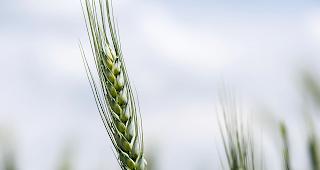 Wallis "zu einer gentechnikfreien Region" machen.