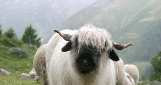 Weil das Stauen ihres Badewassers die R3-Baustelle beim Laldnerkanal geflutet h&auml;tte, nahmen ihre Sch&auml;fer gestern f&uuml;r das Bad vor der diesj&auml;hrigen Schafzeichnung mit ihnen den Umweg nach Eggerberg auf sich. (Themenbild)