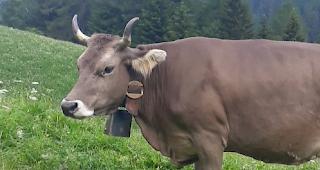 Die vermisste Kuh &laquo;Waldi&raquo;.