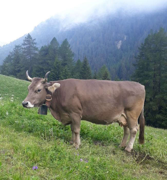 Die vermisste Kuh «Waldi».