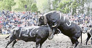 Spektakul&auml;r. Die Eringerk&uuml;he zeigten sich am Sonntag &auml;usserst kampfeslustig.Fotos wb