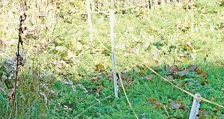 Ungepflegte G&auml;rten sind vielen Gemeinden ein Dorn im Auge. Dagegen etwas zu tun, gestaltet sich aber oft schwierig.