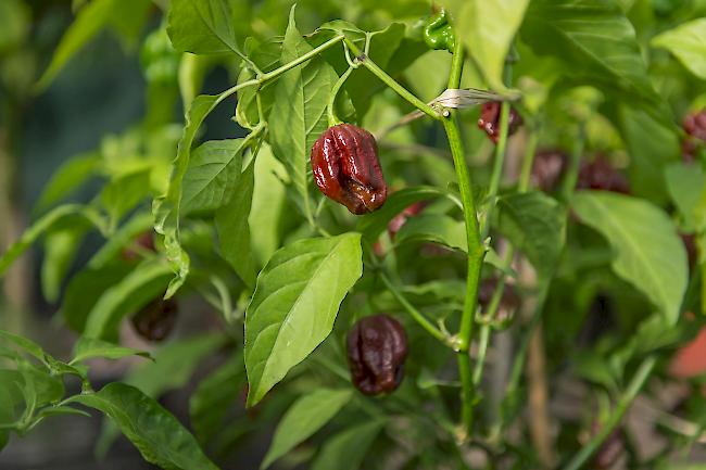 Auf seiner kleinen Chili-Plantage von Patrick In-Albon oberhalb von Brig gedeihen Chilischoten in verschiedenen Farben und Formen. 