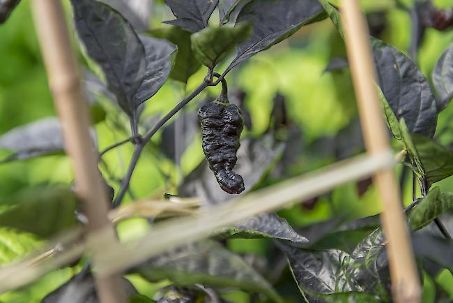 Auf seiner kleinen Chili-Plantage von Patrick In-Albon oberhalb von Brig gedeihen Chilischoten in verschiedenen Farben und Formen. 