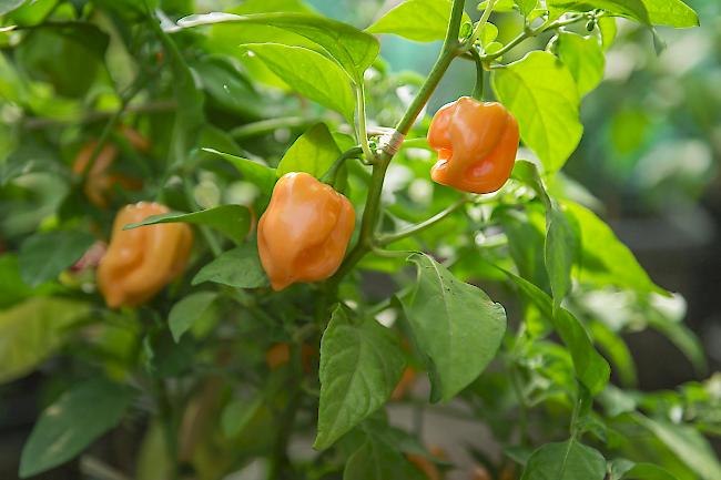 Auf seiner kleinen Chili-Plantage von Patrick In-Albon oberhalb von Brig gedeihen Chilischoten in verschiedenen Farben und Formen. 