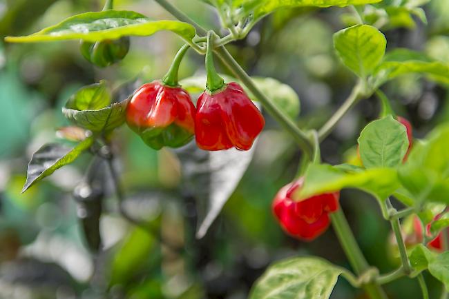 Chilis haben ein feuriges Temperament und bereichern mit ihren farbenfrohen Schoten nicht nur Garten oder Balkon sondern auch die Küche. 