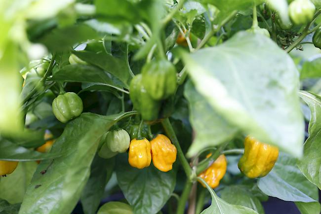 Habaneros – besonders scharfe Chili. 