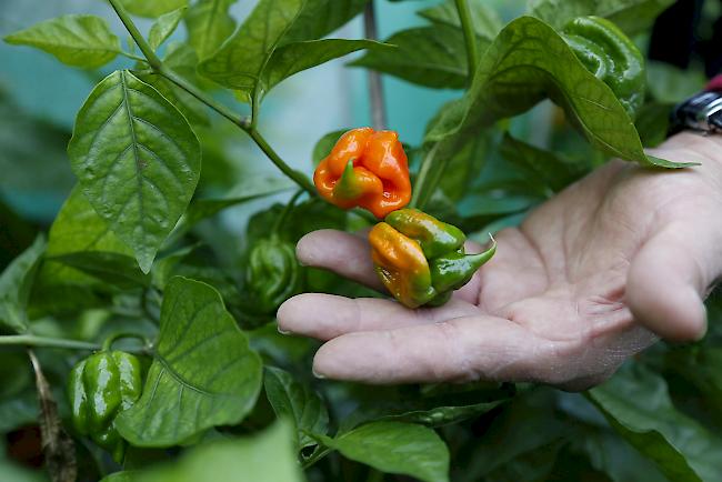 Chilis würden keine besonderen Anforderungen an Umgebung und Gärtner stellen, sagt der Experte. Trotzdem sind für ein gutes Wachstum ein paar Dinge zu beachten. 