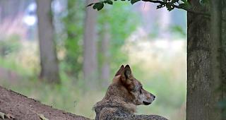 Schafhalter erh&auml;lt eine Entsch&auml;digung, weil ein Wolf seine Schafe riss.