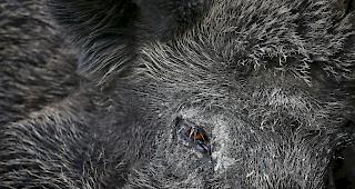 Die Tessiner J&auml;ger schossen bis am 22. September 621 Wildschweine, 50 mehr als 2018. Dazu kommen 330 Tiere, die von Wildh&uuml;tern erlegt wurden. (Symbolbild)