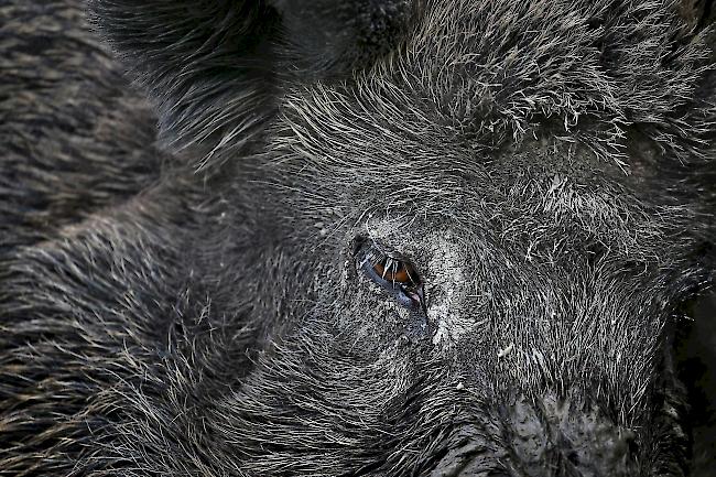 Die Tessiner Jäger schossen bis am 22. September 621 Wildschweine, 50 mehr als 2018. Dazu kommen 330 Tiere, die von Wildhütern erlegt wurden. (Symbolbild)