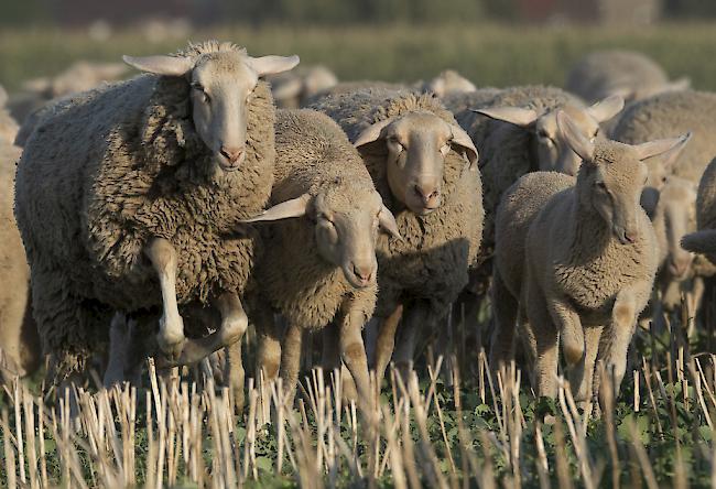 Die Wolle der Schafe war bereits mit Wasser vollgesogen. Das erschwerte die Rettung der Tiere. 