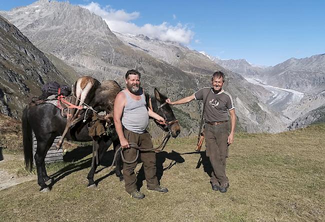 Hoch über dem Aletschgletscher: Das Jägerduo Fredy Kummer und Peter Schwitter unterwegs mit Maultier und erlegtem Wild.