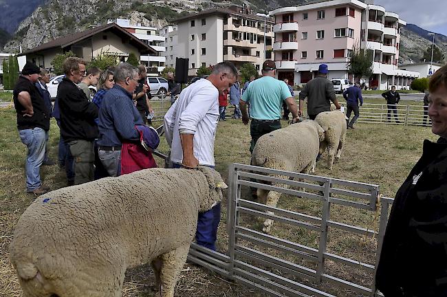 Die Züchter führen ihre Tiere in die kleine Arena zur Prämierung.