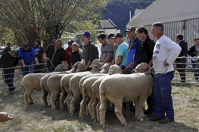 Die Tiere müssen dem gestrengen Blick der Jury standhalten.