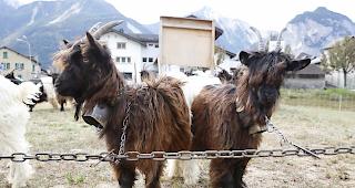 Impressionen von der Ortsschau Susten. 