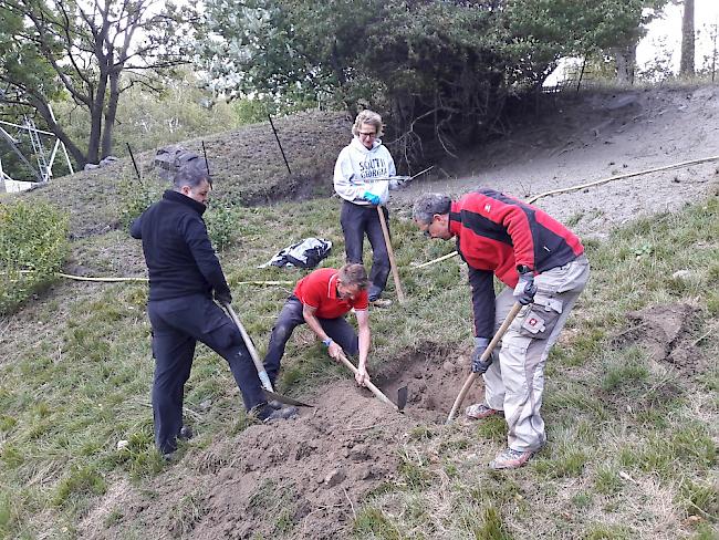 Anlässlich des Herbst-Zunftwerks der «Cheschtinu-Zunft Eyholz» wurden 14 Mulden ausgehoben, in die neue Kastanienbäume gesetzt werden sollen. 