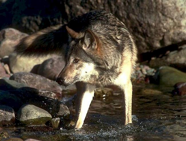 Umweltorganisationen bekämpfen das "Wolfsabschussgesetz"