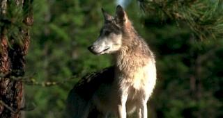 F&uuml;r den Verein Lebensraum Wallis ohne Grossraubtiere ist das revidierte Jagdgesetz keineswegs ein Abschussgesetz.